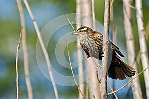 Immature Red-Winged Blackbird