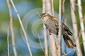 Immature Red-Winged Blackbird