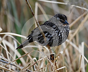 Immature Red-winged Blackbird #2