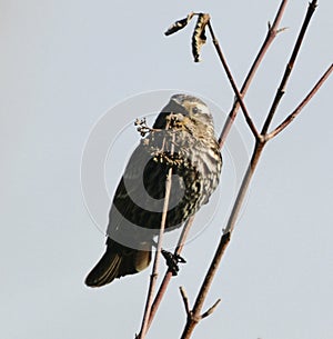 Immature Red-winged Blackbird Singing