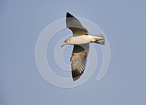 Immature Ring-billed gull Larus delawarensis in flight