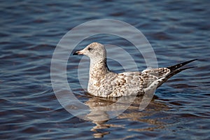Immature Ring-billed Gull Larus delawarensis floating on a Shawano Lake in Wisconsin photo