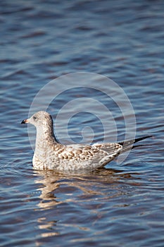 Immature Ring-billed Gull Larus delawarensis floating on a Shawano Lake in Wisconsin photo