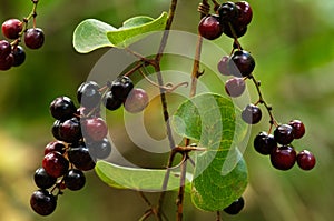 Immature and ripening fruits of Mediterranean Smilax - Smilax aspera