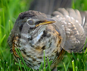 Immature Robin in grass