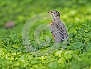 An immature Robin sits near his parent in green grass.