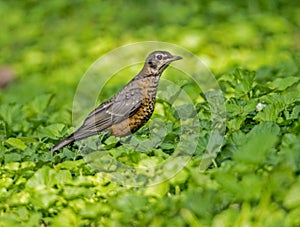 An immature Robin sits near his parent in green grass.