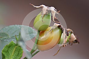 Immature rosehips of a Dog Rose