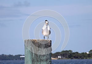 Immature Royal Tern Bird Facing Camera