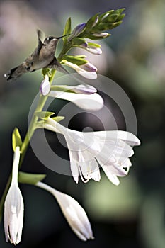 Immature Ruby-throated hummingbird by hosta flower