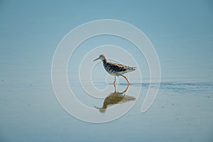 Immature ruff wades through shallows with reflection