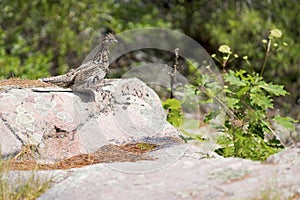 Immature Ruffed Grouse - Bonasa umbellus