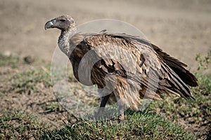 Immature Ruppell griffon vulture stands on grass