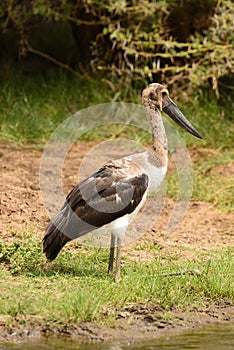 Immature Saddle-billed stork