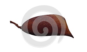 Immature sappanwood pod with white background