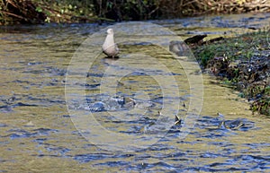 Immature seagull stands in Goldstream River as Chum salmon swim upstream