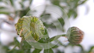 Immature seeds and ice