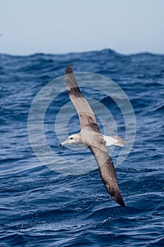 Immature Shy Albatross in flight