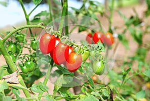 Inmaduro pequeno tomate en verdura jardín 