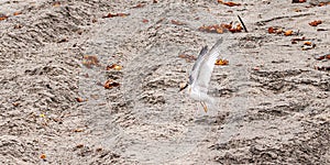 Immature Snowy Plover In Flight