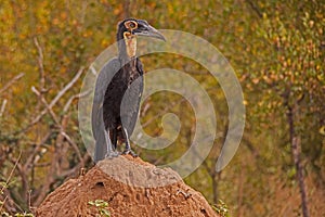 Immature Southern Ground Hornbill Bucorvus leadbeateri 10680