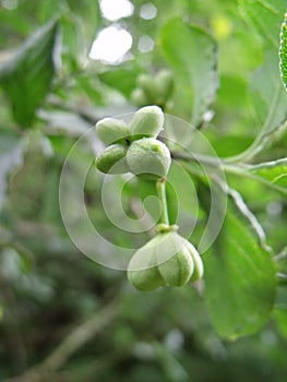 Immature Spindle Fruit On Tree