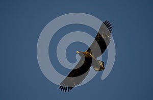 Immature Steller\'s sea eagle in flight