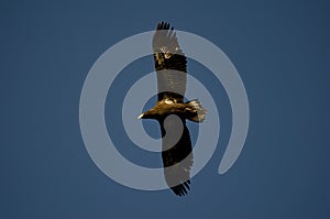 Immature Steller\'s sea eagle in flight