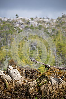 Immature or sub-adult bald eagle taking off from a rock covered in seaweed with trees in the background