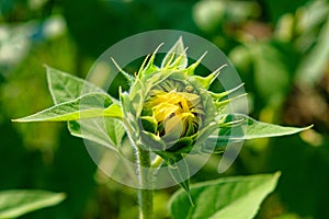 An immature sunflower with sharp, green sepals protecting the developing flower