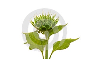 The immature sunflower will be bloom