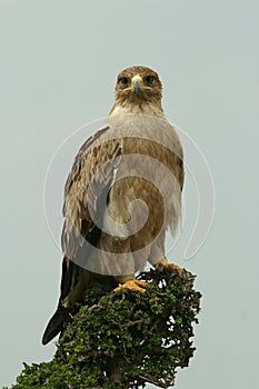 Immature tawny eagle