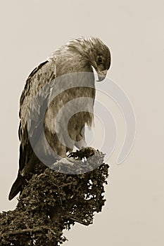 Immature tawny eagle