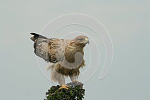 Immature tawny eagle photo