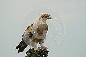 Immature tawny eagle