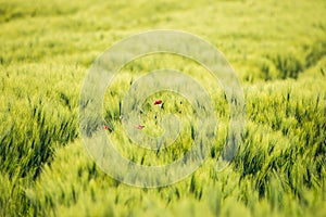 Immature Triticum - Wheat field in Uhrineves, Prague, Czech republic in Spring photo