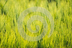 Immature Triticum - Wheat field in Uhrineves, Prague, Czech republic in Spring photo