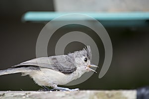 Immature tufted titmouse