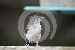 Immature tufted titmouse