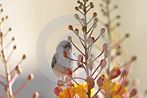 Immature Verdin perches on Red Bird of Paradise blossoms