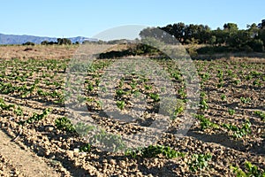 Immature vineyard