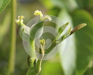 Immature walnut fruit