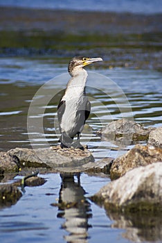 Immature White-breasted Cormorant