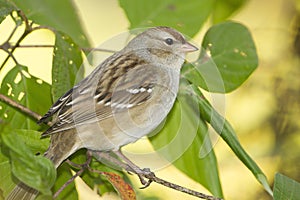 Immature White-crowned Sparrow