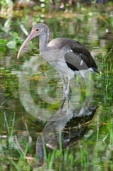 Immature White Ibis