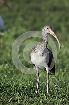 Immature White Ibis (Eudocimus Albus)