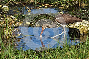 Immature white ibis probing for food in the Everglades.