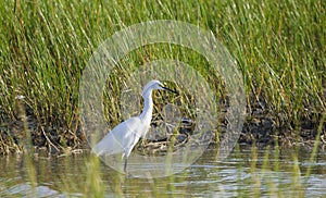 Immature white Little Blue Heron, Hilton Head Island