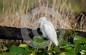 Immature white Little Blue Heron, Okefenokee Swamp National Wildlife Refuge