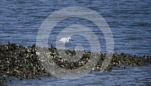 Immature white Snowy Egret on Pickney Island National Wildlife Refuge, USA